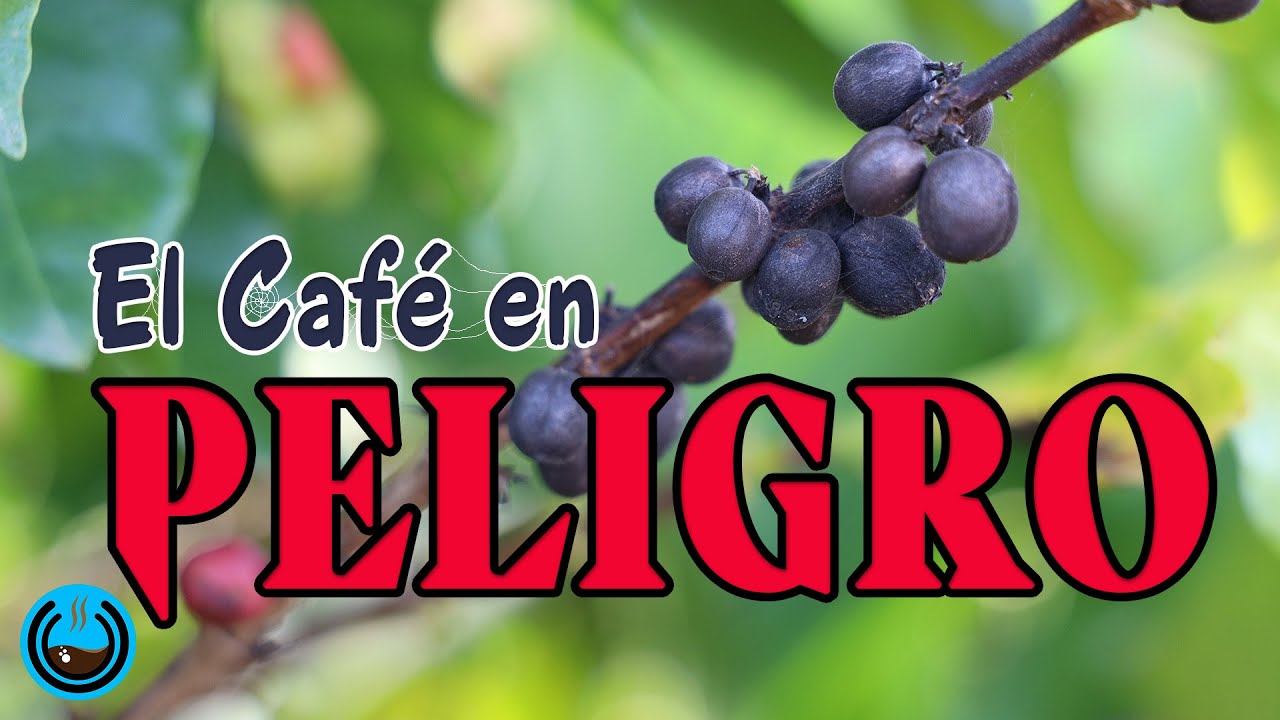 En peligro las plantaciones de caf&eacute;, tras nuevo hongo que amenaza las plantaciones