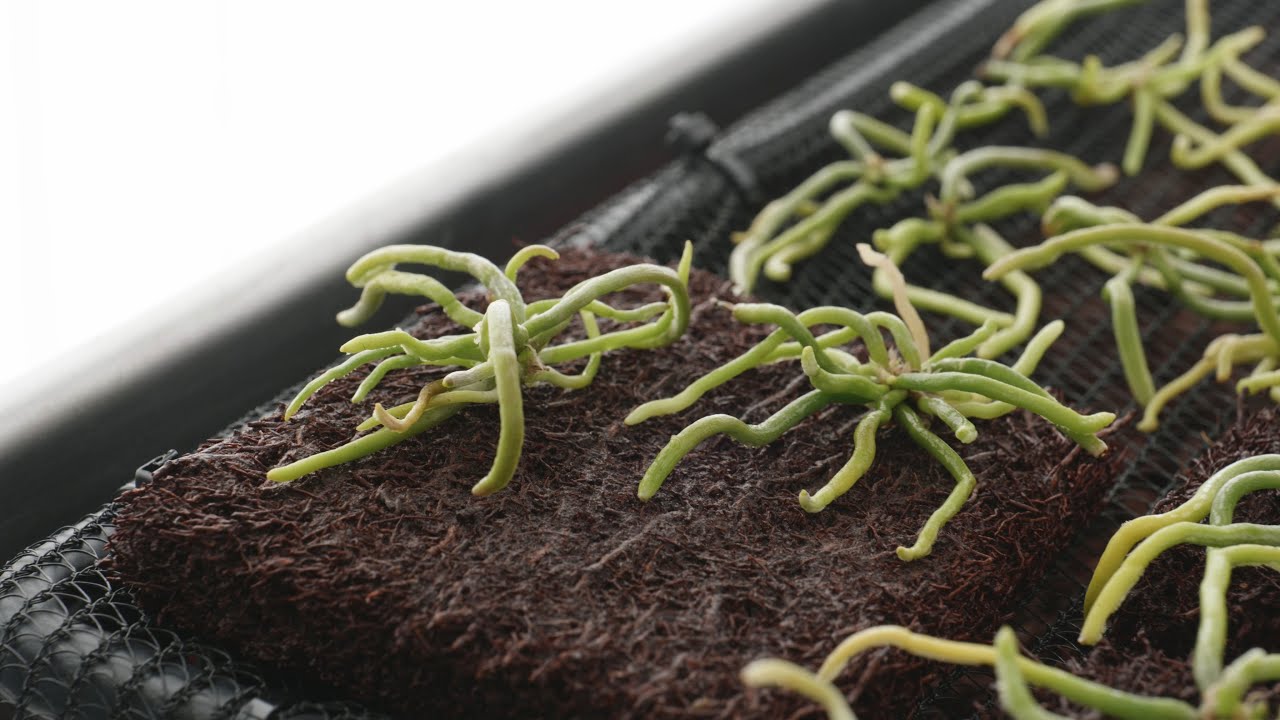 Leafless Orchid Deflasking