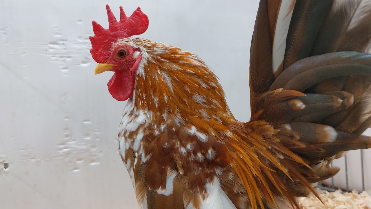 Serama bantam cockerel