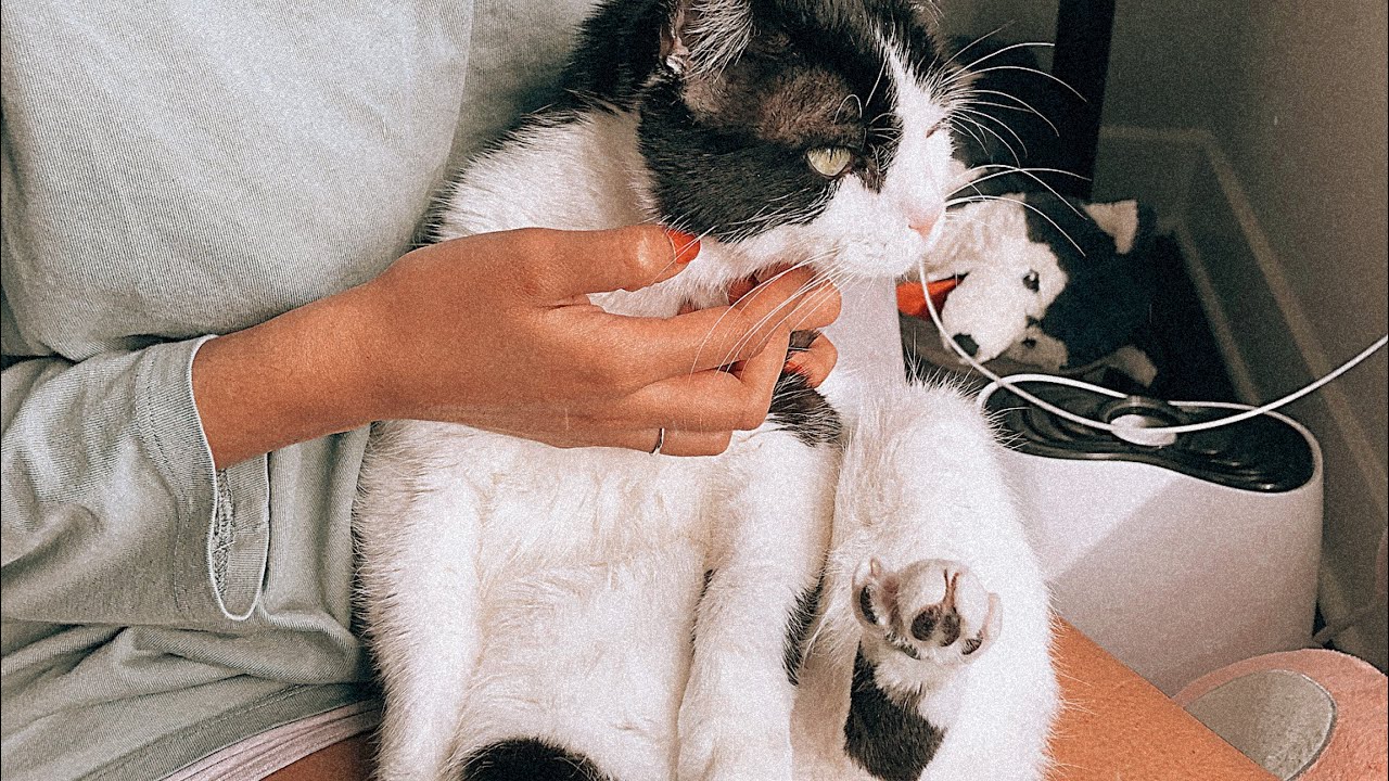 Health update on our cat- Feline Nasal Cancer | Asthma | Osteosarcoma