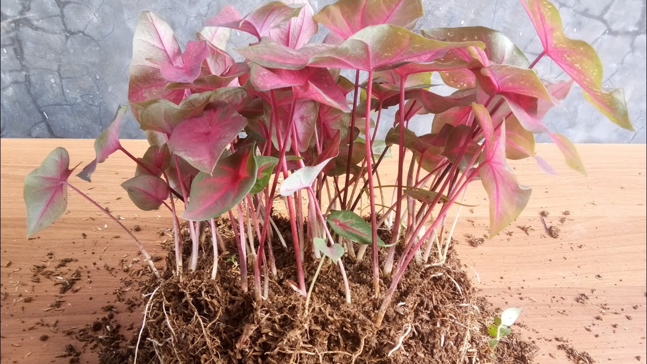 Propagation of caladium plants by cutting root tubers | Amazing method.