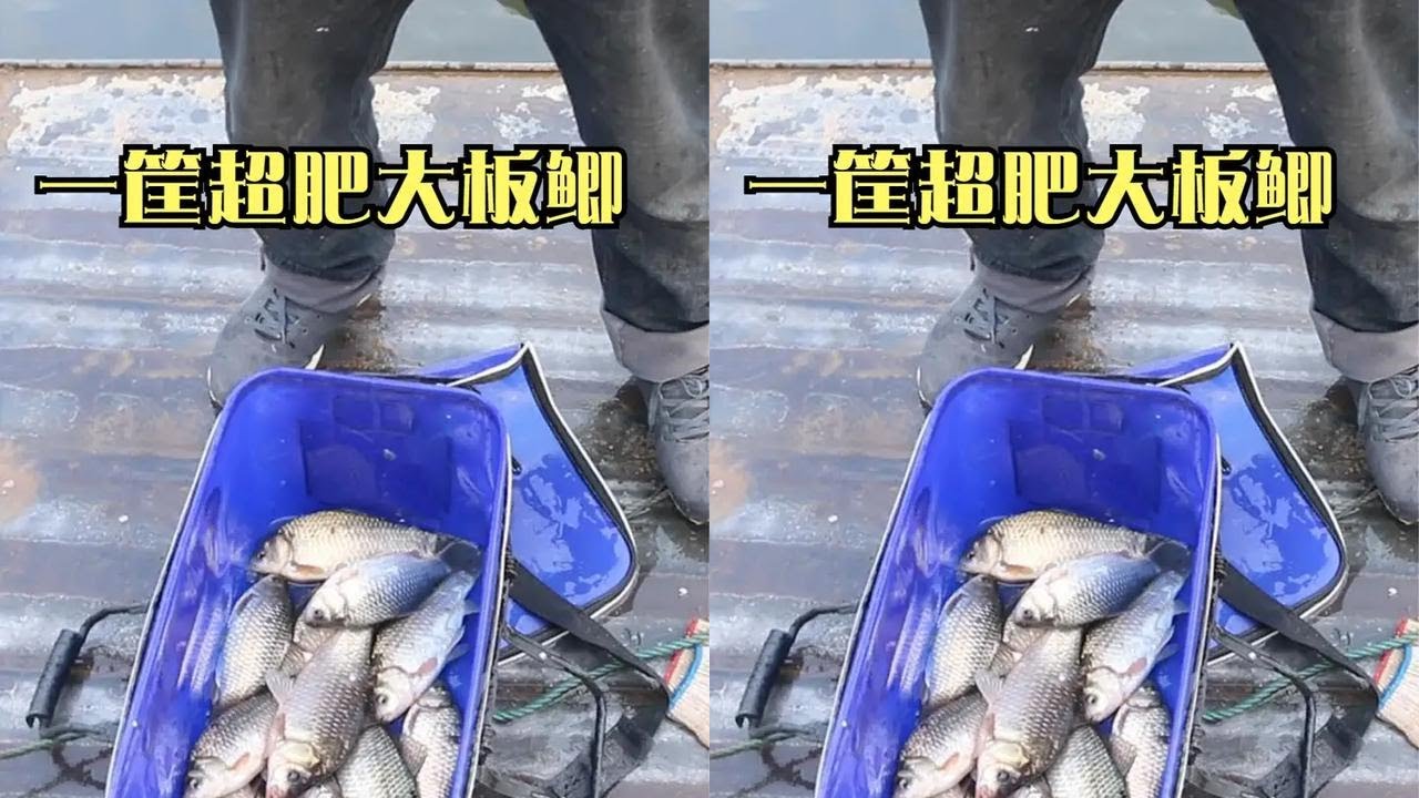 撒网空军改用大粘网，野生大鲫鱼超肥，大部分都放生了还逮了一筐 #粘网  #捕鱼  #撒网