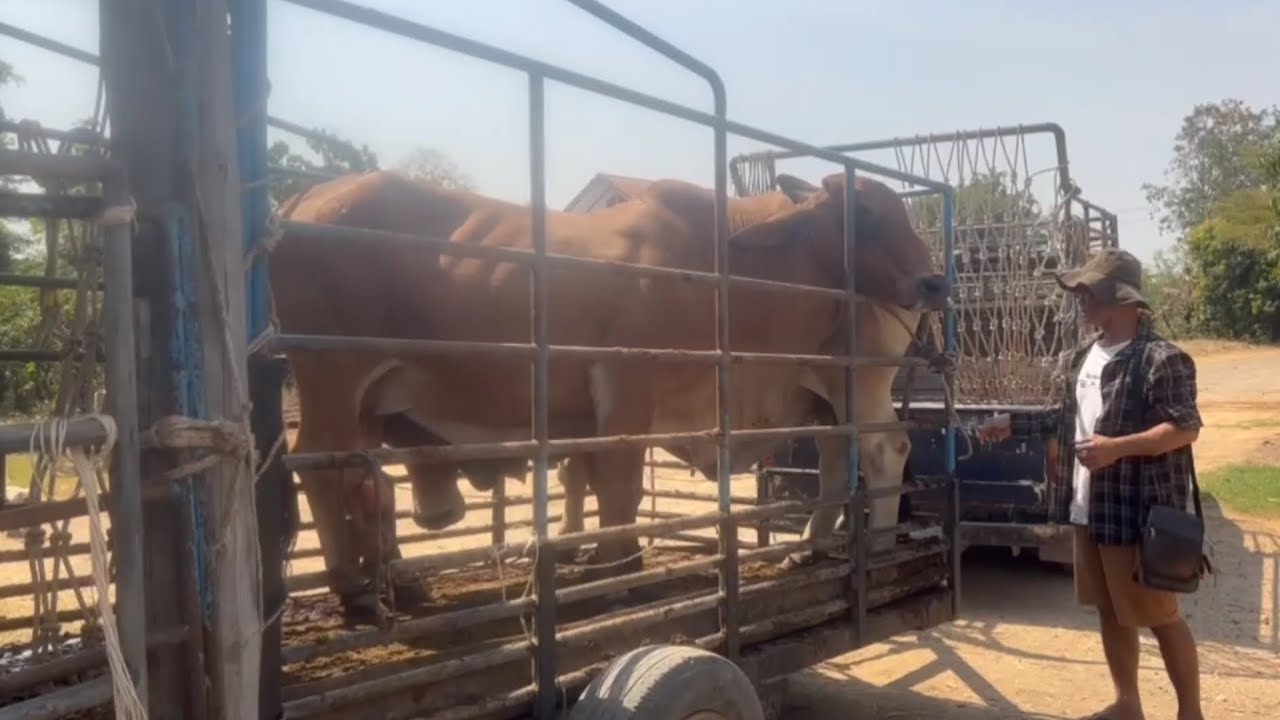 นายฮ้อยแม่งพามาซื้อ วัวเลือดร้อยคัดออกกันครับ