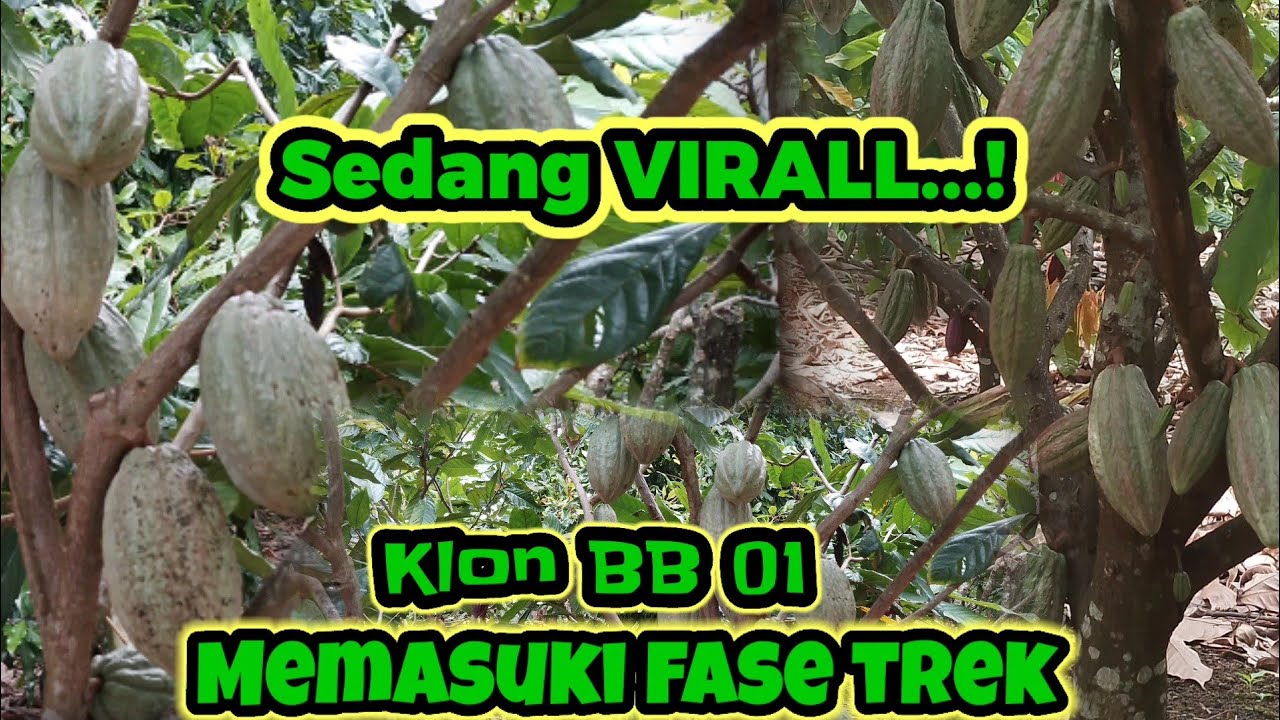 KLON BB 01 SANG PEJANTAN YANG SEDANG VIRALL