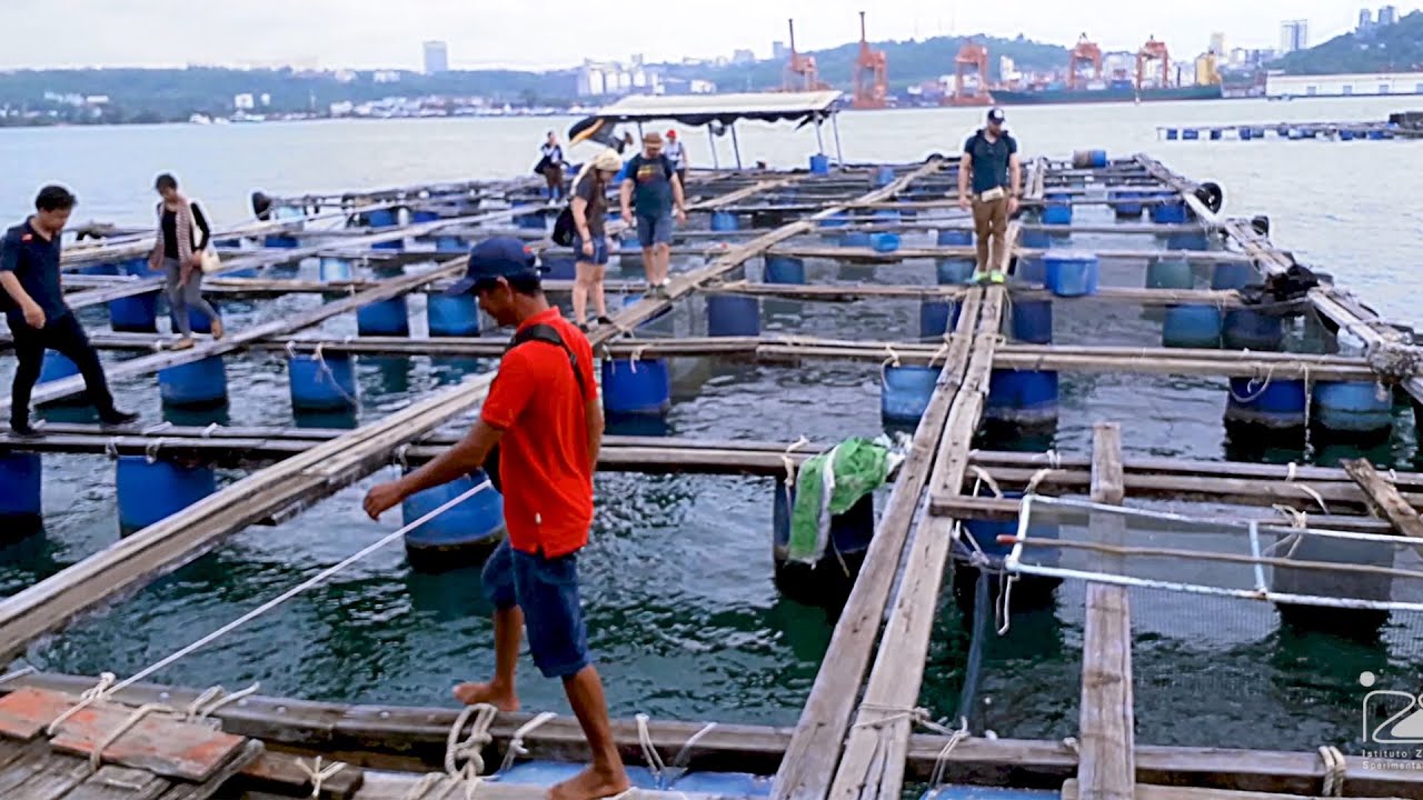 AQUAE STRENGTH - Strengthening capacity on aquatic animal health and epidemiological surveillance