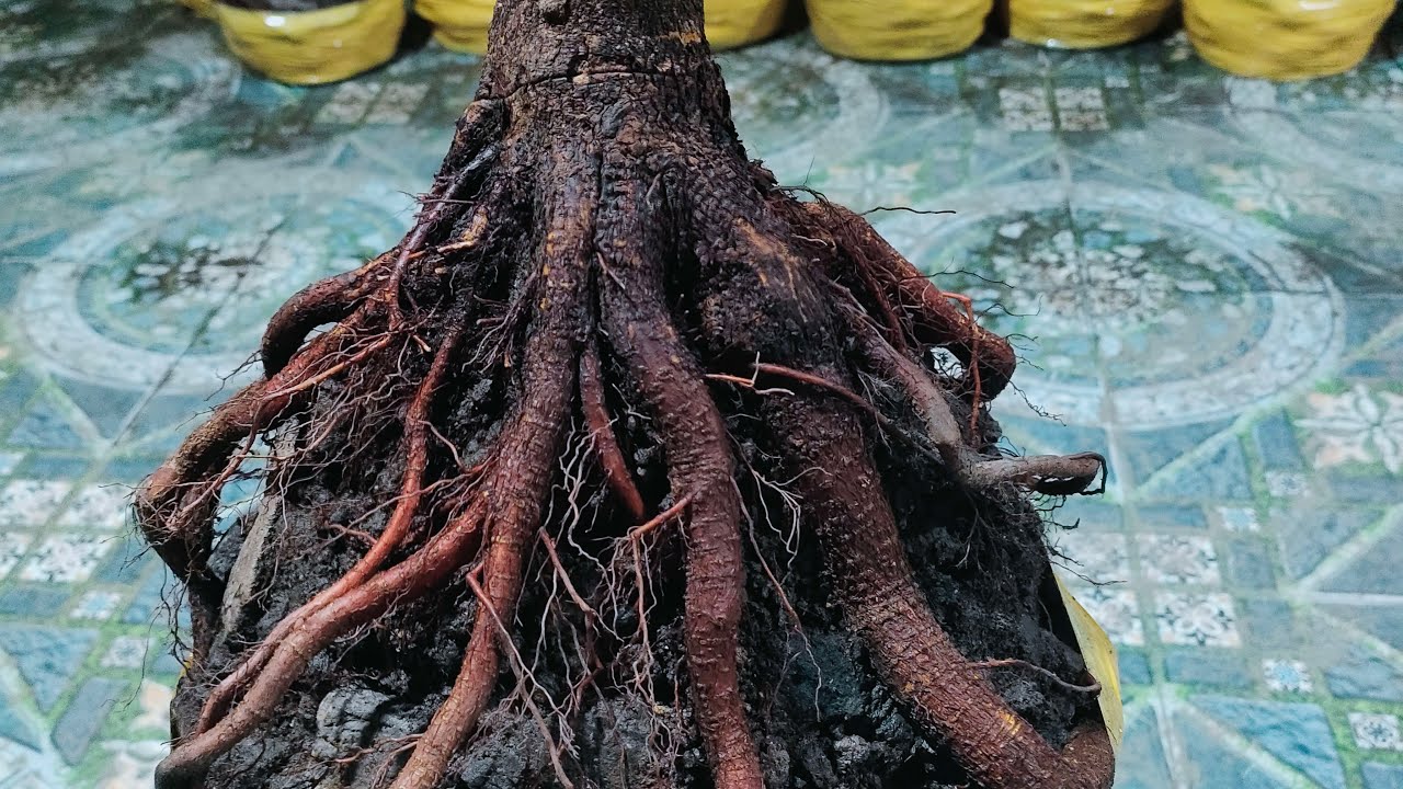 Mai vàng bonsai 0345217821