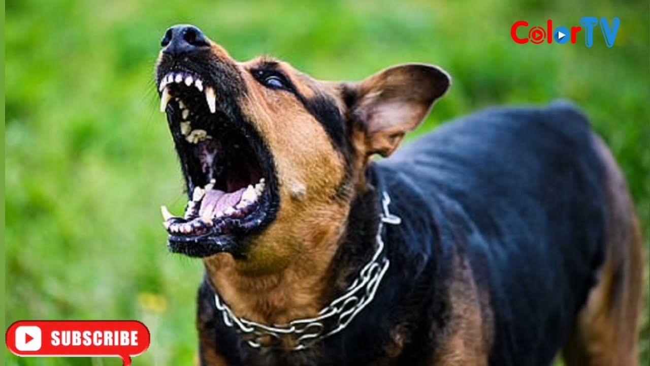 TIẾNG CHÓ SỦA ĐIẾC TAI