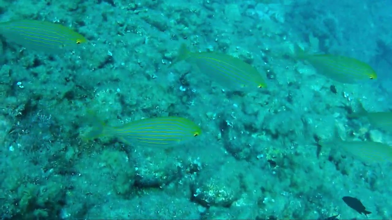 Isola Gallinara - Punta Sciuscia&ugrave;