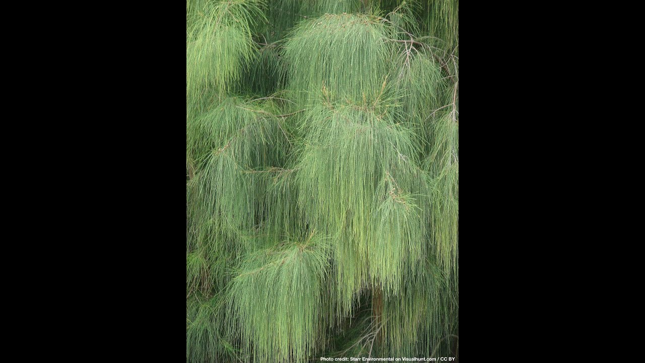 Casuarina Tree