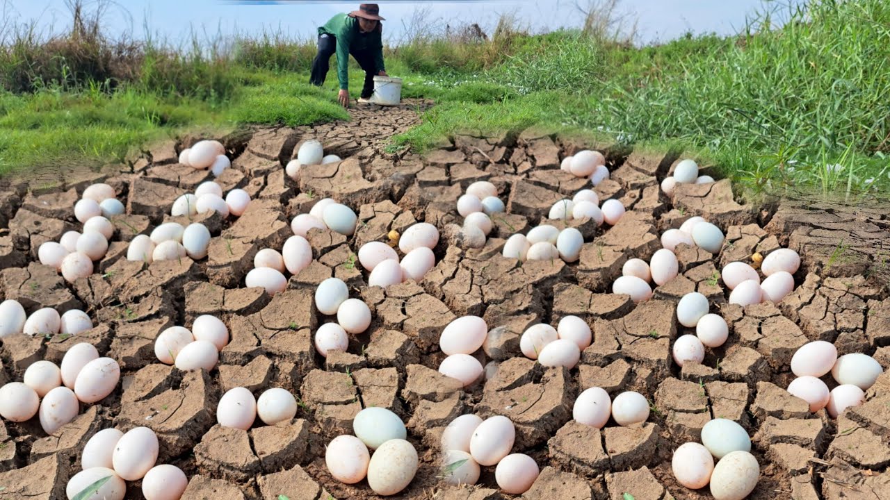 OMG amazing  !A man collects a lot of duck eggs in a field of rough soil and grass.