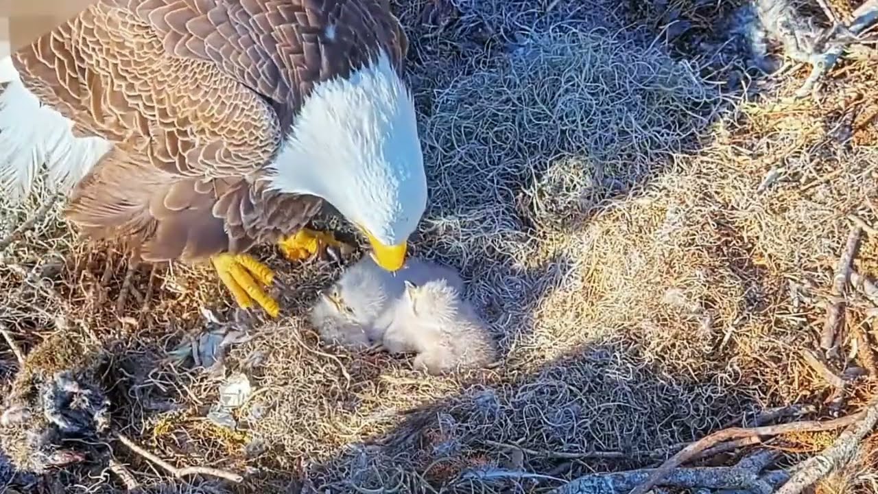 #baldeagle Cam4#14 mother birds brings food to feed her chicks in the nest, Falcon babies feeding