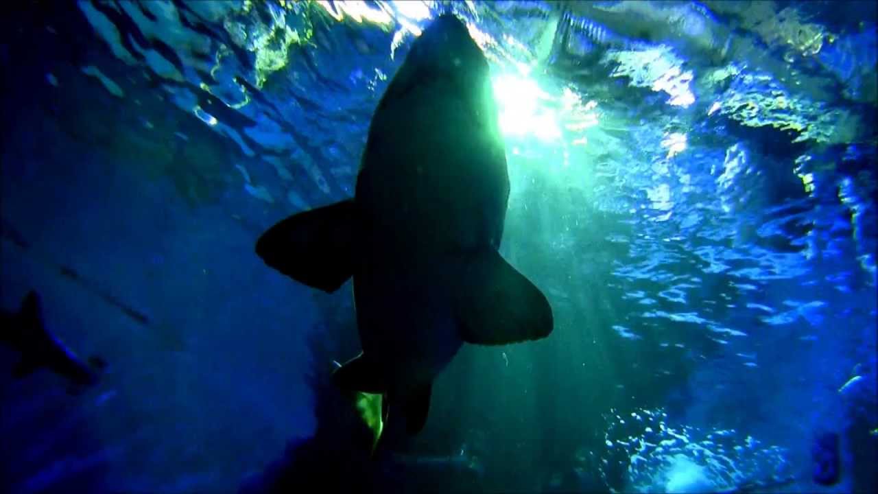 水族館の水槽で巨大ザメと泳いできた！（海の中道マリンワールド・パノラマダイビング）