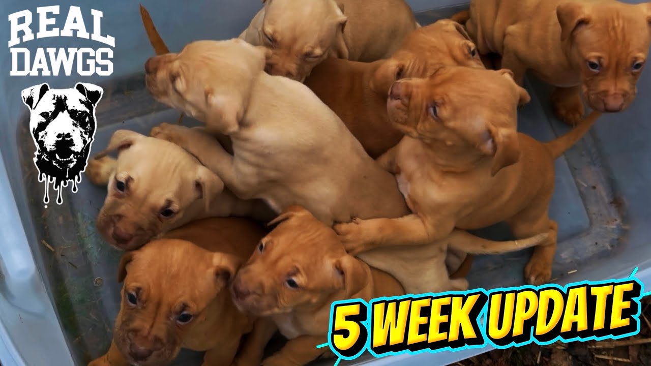 Brickhouse Performance: 5 Week UPDATE! McNabb’s Canelo Pups