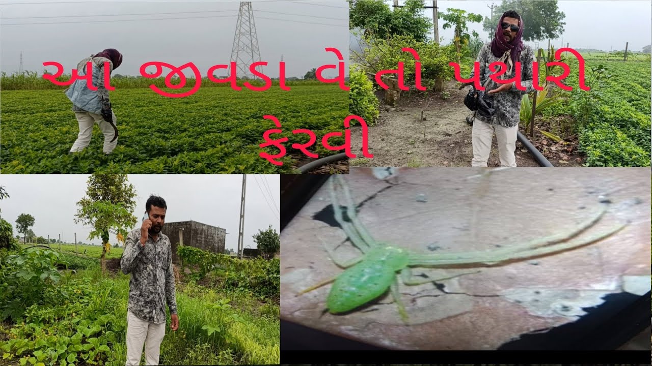 આ જીવડા એ તો પથારી ફેરવી#farming#khetiwadi#jivdo#kit#પગ સળવા નો જીવડો#ખતરનાક જીવડો#comedy#viral #