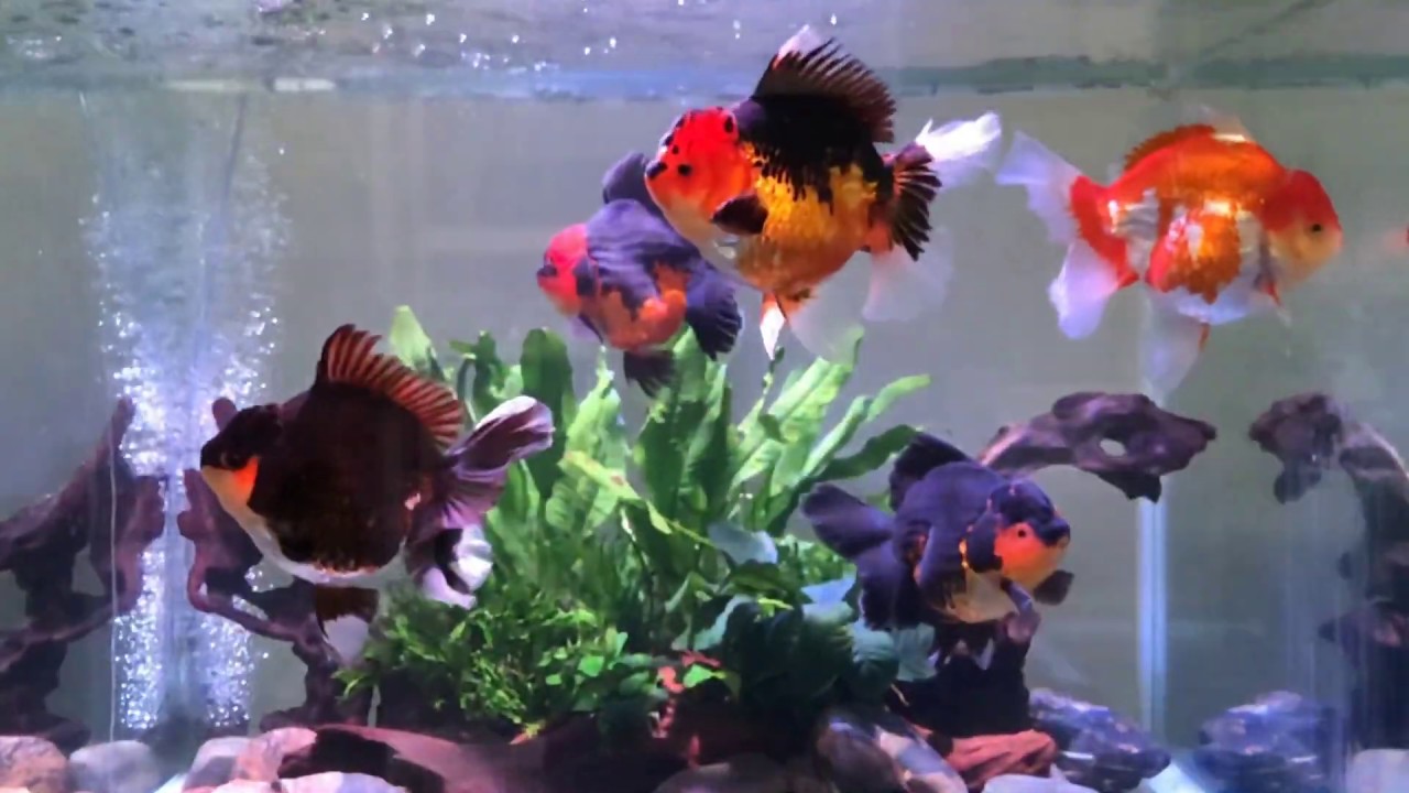 Fat cute goldfish