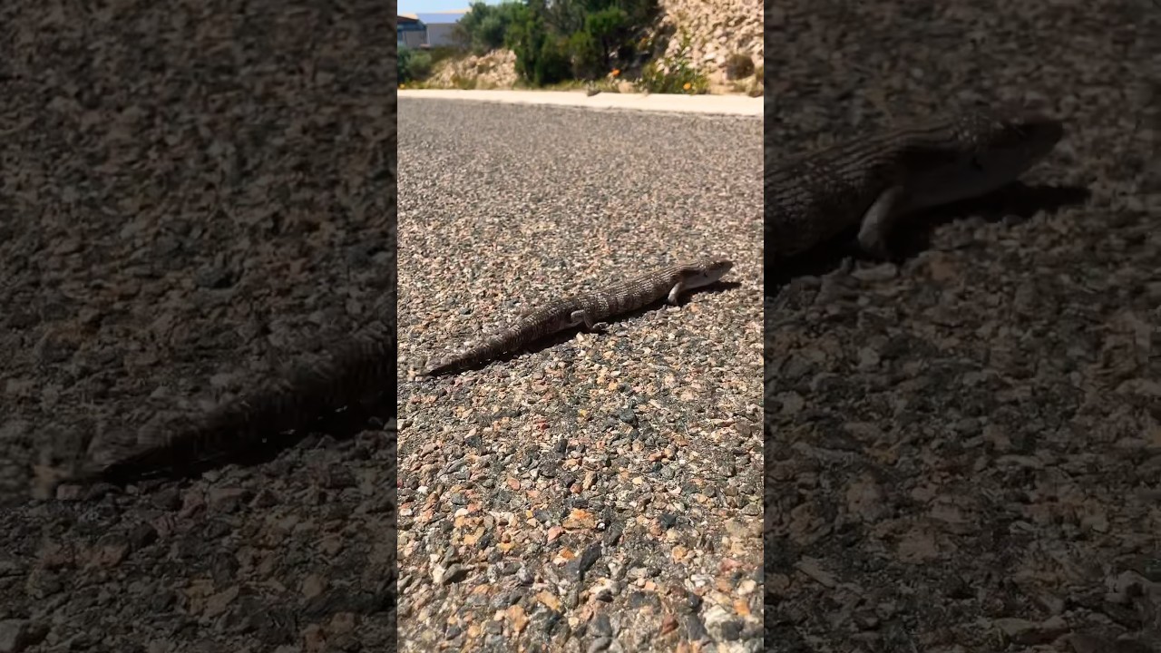 Streaky Bay Lizard #outbackaustralia #nature #lizard