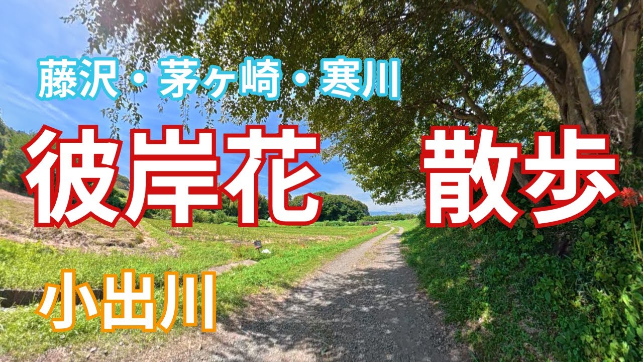 田園風景と彼岸花　小出川　曼珠沙華　season1#01　The first step