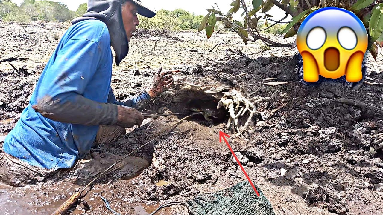Wow‼️ BERBURU KEPITING BAKAU Besar Di Lubang Terdalam