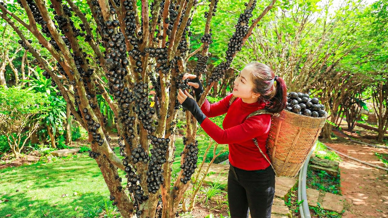 Harvesting Unique Fruit Growing on Tree Trunks: Giant Jabuticaba | Emma Daily Life