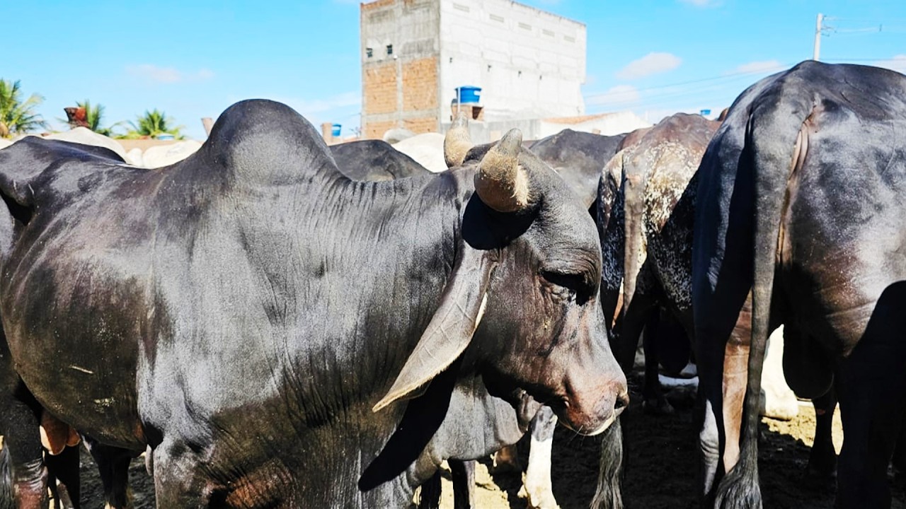 GADO DE 250 REAIS EM LAJEDO-PE  25-02-2026 #nordeste