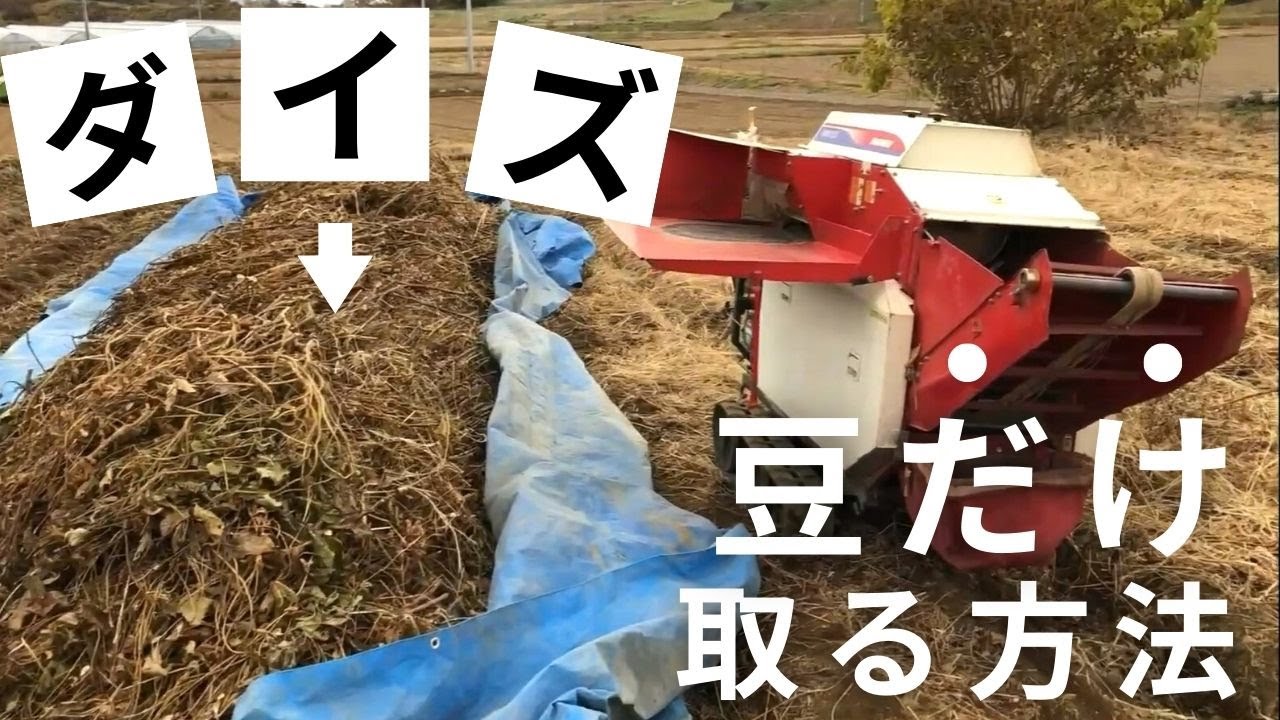 【大豆の脱穀】収穫した後どうするの？～サヤから実を取り出す編～