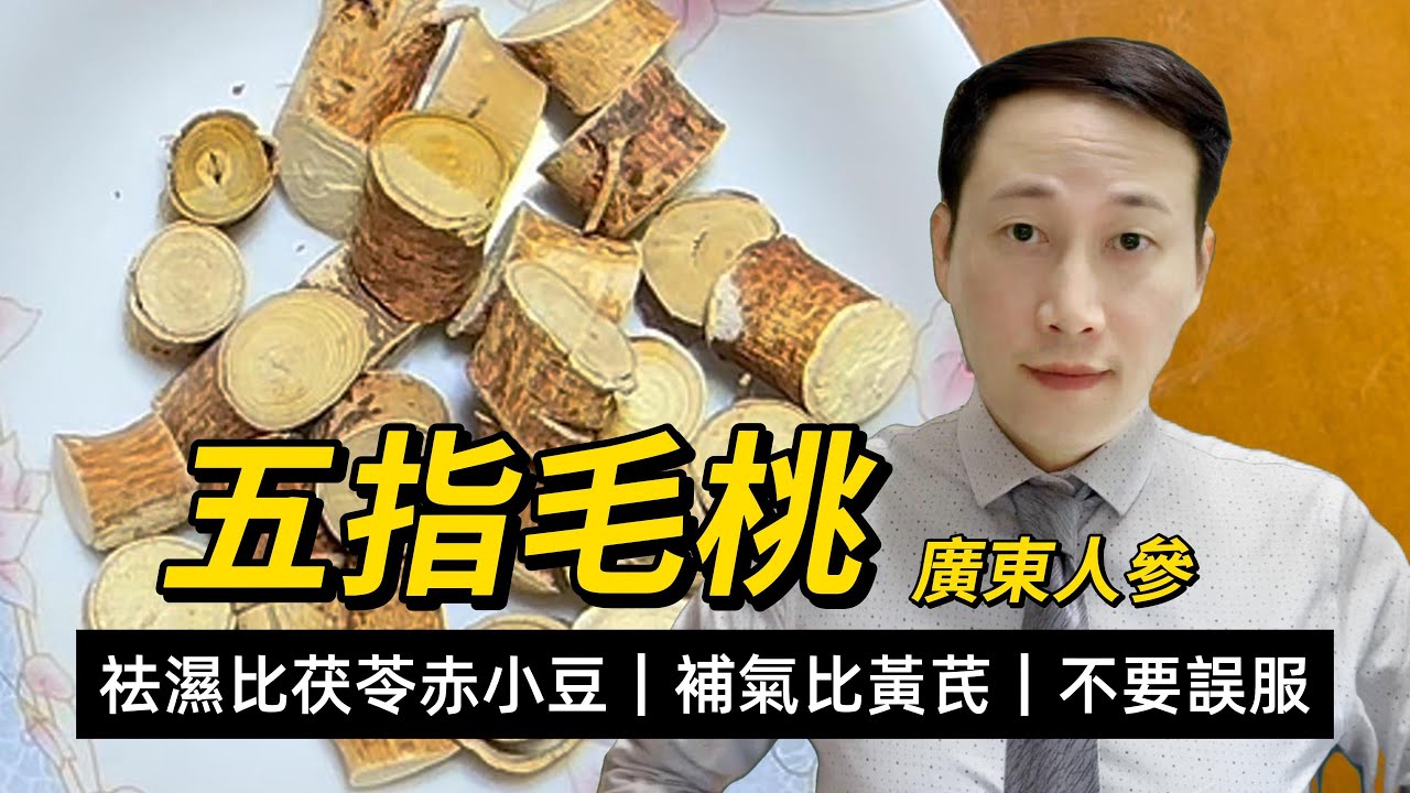 五指毛桃，廣東人參，功效和注意，同黃芪比補氣，同茯苓比祛濕，採摘小心混有有毒草
