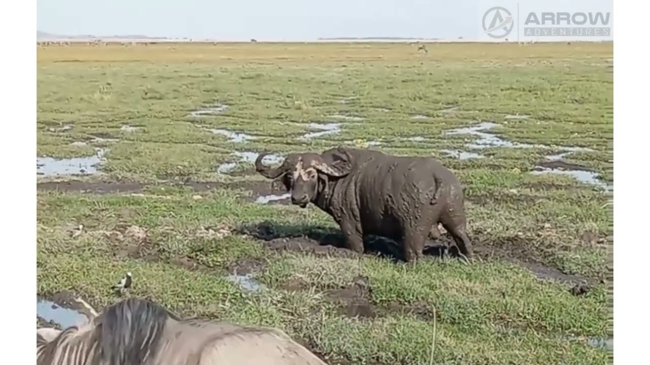 Cape Buffalo rolling in mud #amboseli