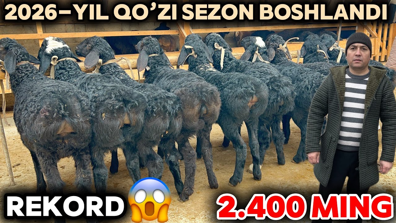 2026-YIL QO’ZI SEZON BOSHLANDI BARRA QO’ZILAR NARXI ARZONLADI SHASHILING QODIRJON AKA NARXNI YORDI
