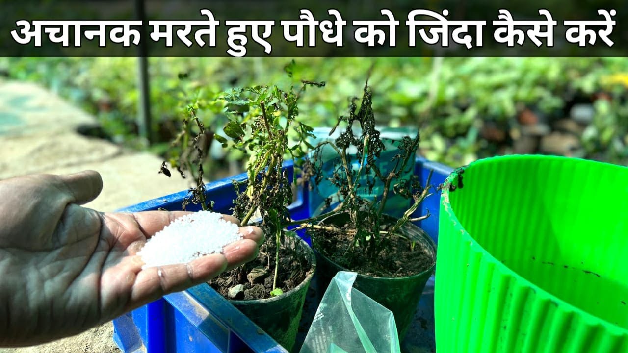 अचानक मरते हुए पौधे को जिंदा कैसे करें इन तरीकों से | मरते हुए पौधे को कैसे बचाऐं