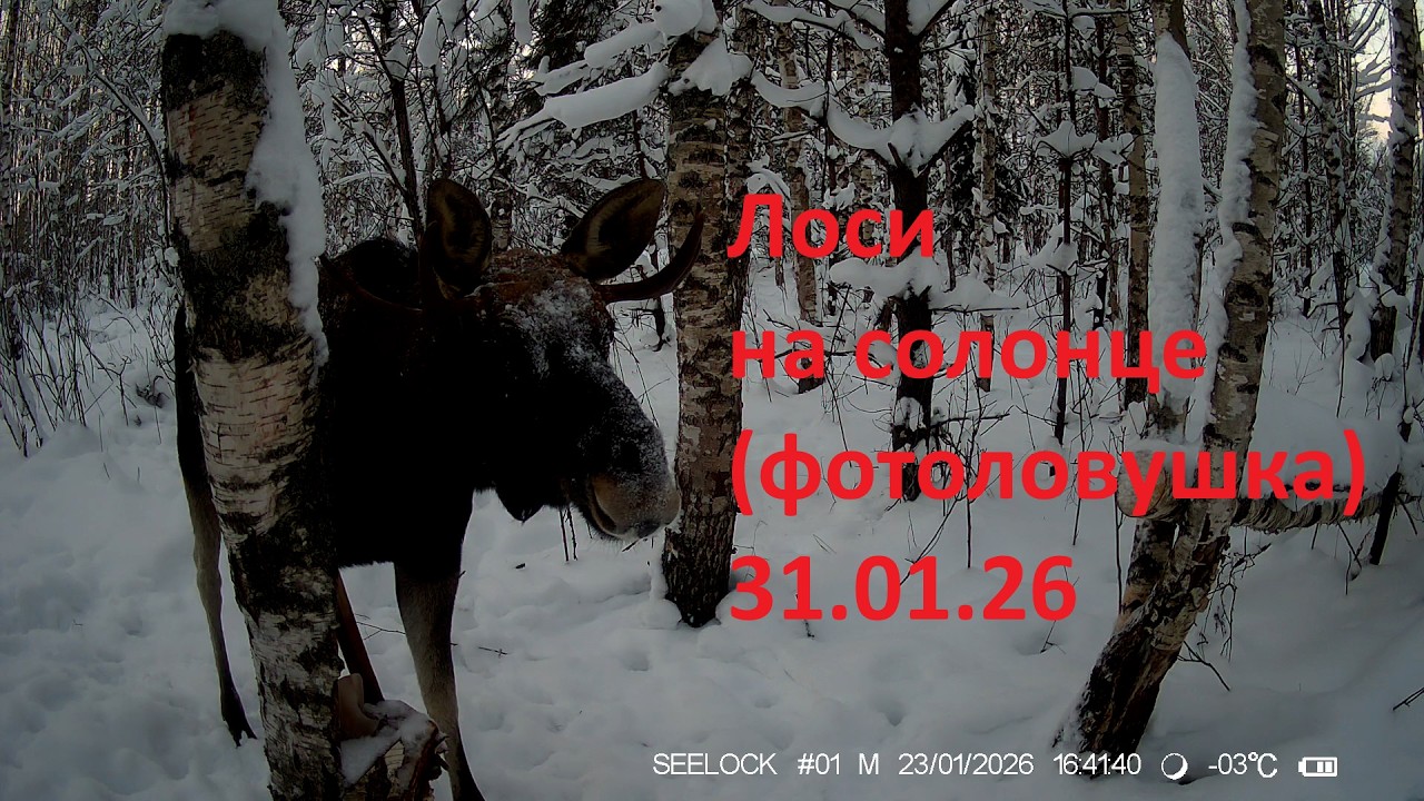 Фотоловушка 31 01 26 Молодой лось с рожками Много снега Ремонт снегоуборщика