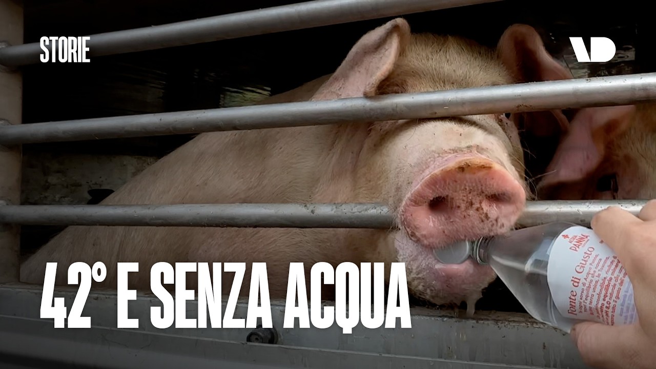 Animali sotto il sole: cosa succede nei trasporti verso i MACELLI