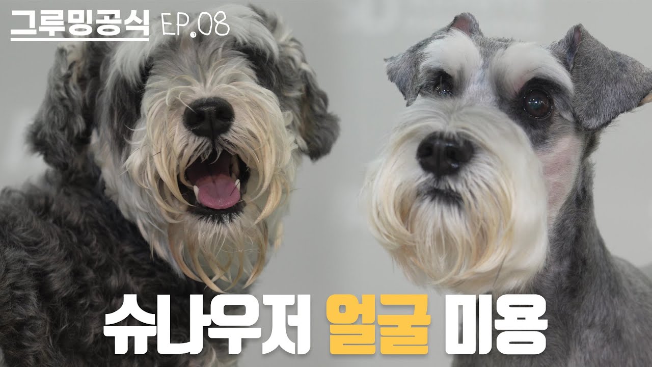 슈나우저에게도 낭만이 있는거야.. | 그루밍공식시즌2 EP08 | 슈나우저 미용 | Schnauzer Grooming