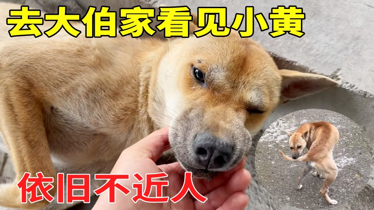 去大伯家看见小黄，对它那么好还是不让摸，它的脚已经没什么问题了！【乡野志刚】#生活 #cute #animals #山货