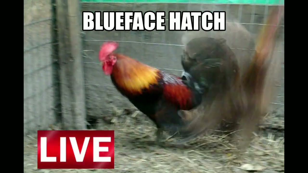 Survival Chicken Breeds, Bred for Excellence and Predator Resistance 