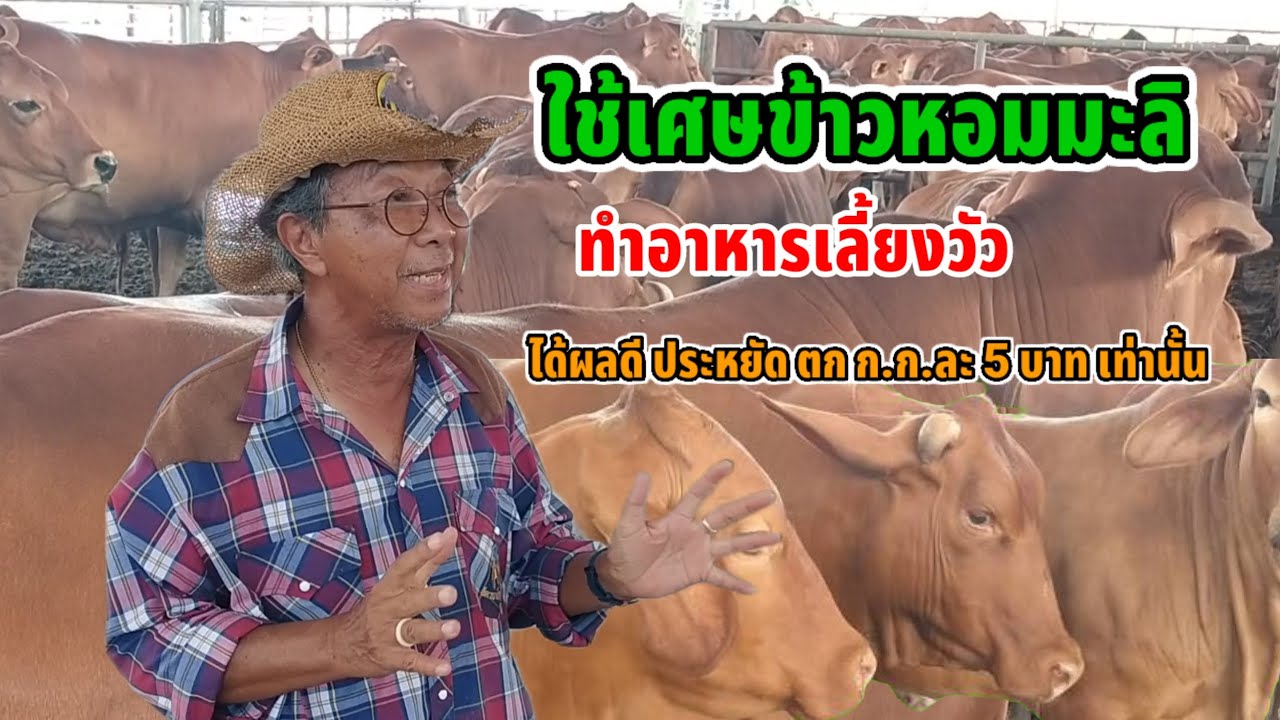 ใช้ข้าวหอมมะลิ มาทำอาหารวัว ลดต้นทุน ตกก.ก.ละ 5 บาท วัวอ้วนได้ผลดี 361ฟาร์ม สะเร็นบีฟ