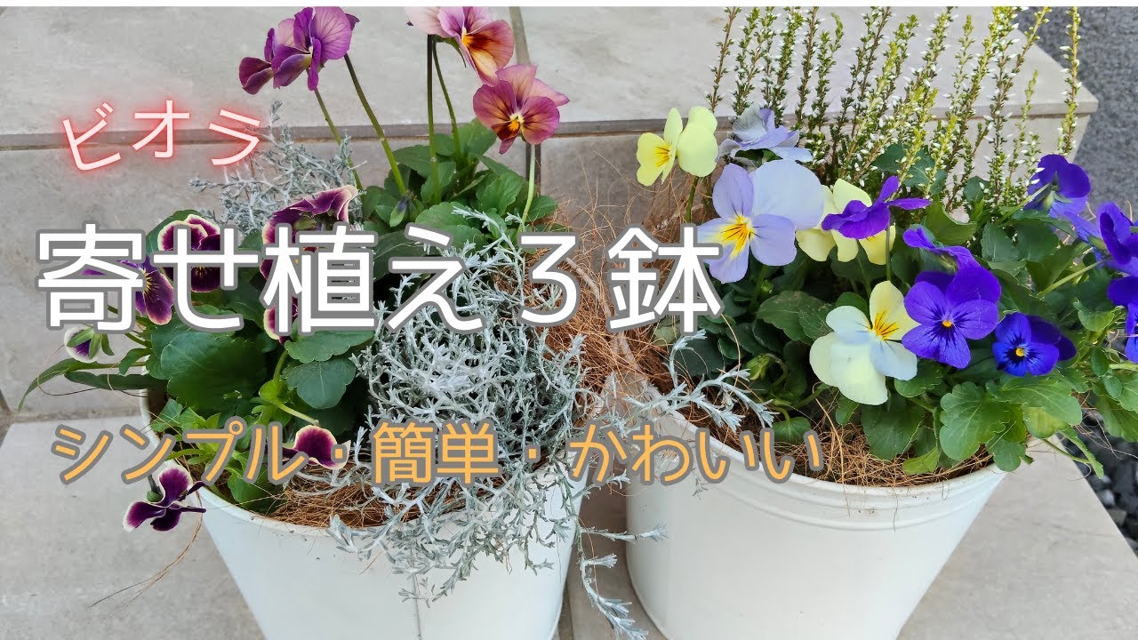 【寄せ植え】超かんたん・かわいい冬～春の寄せ植え