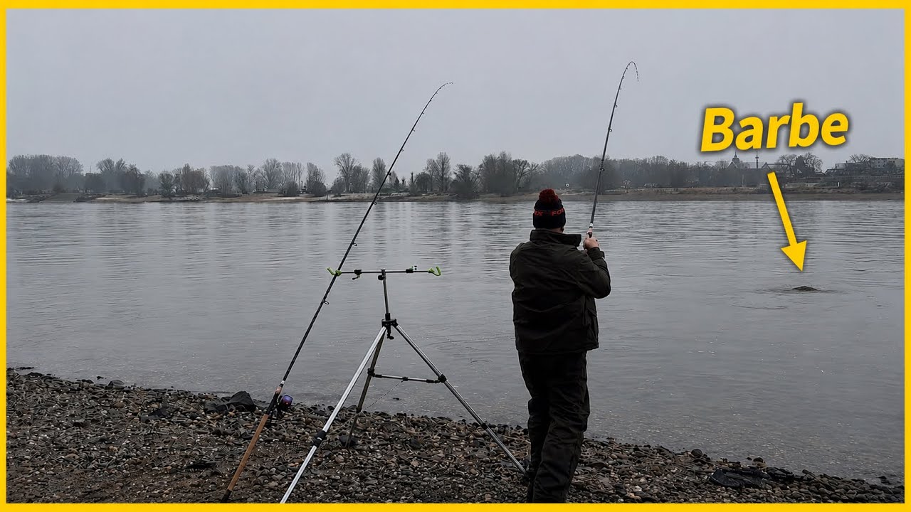 RUTE AM LIMIT! 😳 Zwei Barben am Rhein in KÜRZESTER ZEIT