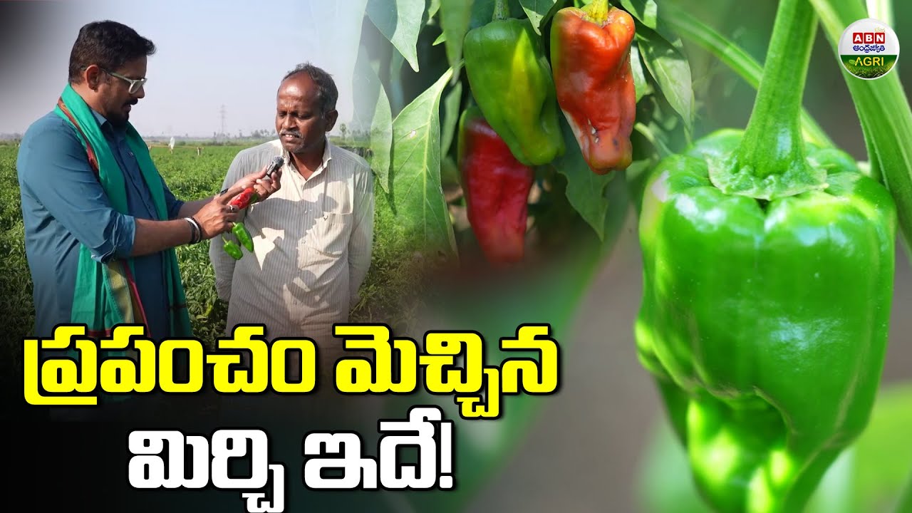 ఇది ప్రపంచం ఇష్టపడే మిరపకాయ | This is the chili that the world loves. - ABN Agri#agriculture