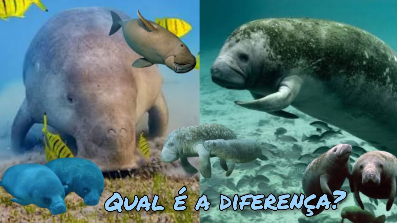 A diferen&ccedil;a entre o dugongo e o peixe-boi. 