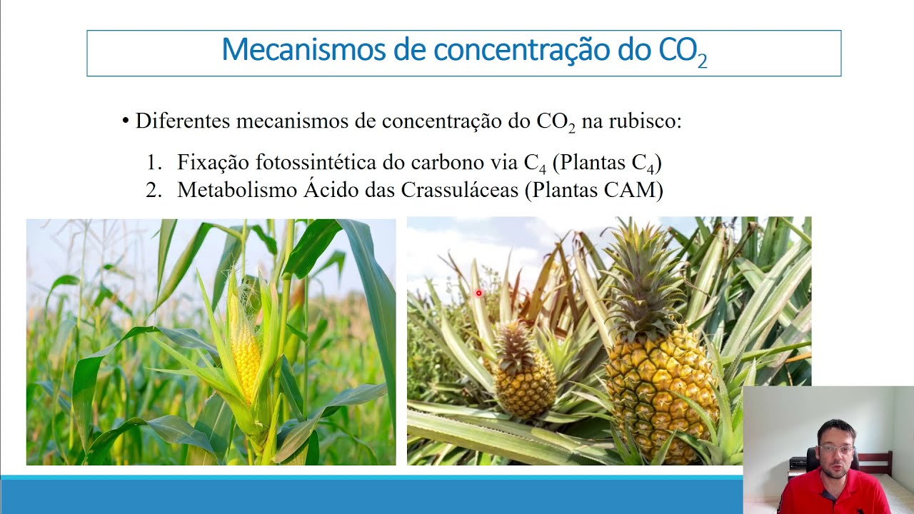 Fisiologia Vegetal - Fotossíntese: Reações de Carboxilação - Parte 2.