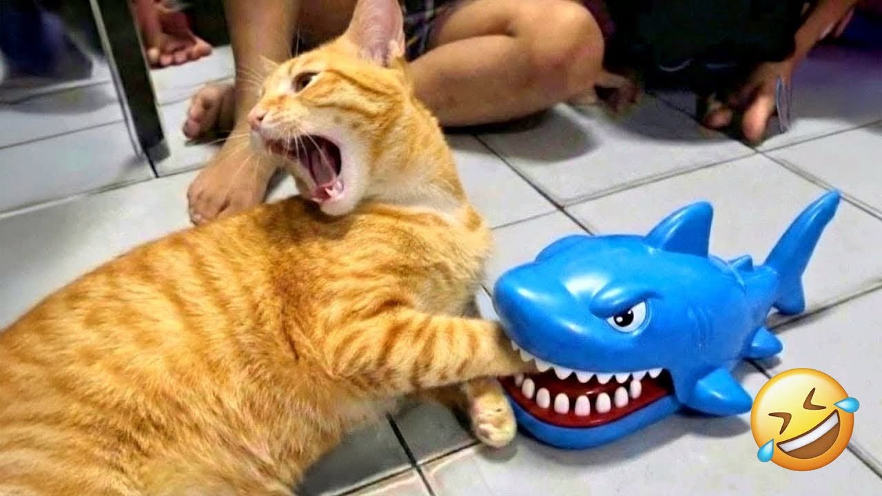 You Laugh You Lose 🌟 The Best Funniest Cats and Dogs Moments Caught on Camera 🐩 😻 Part 10