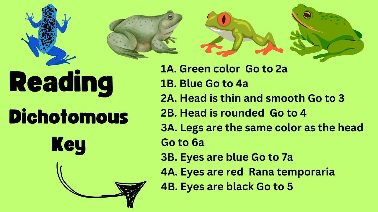 How to use a Dichotomous Key