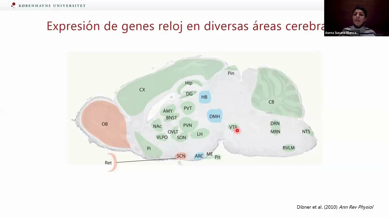 Mitos y realidades de la melatonina como sincronizador de ritmos biológicos