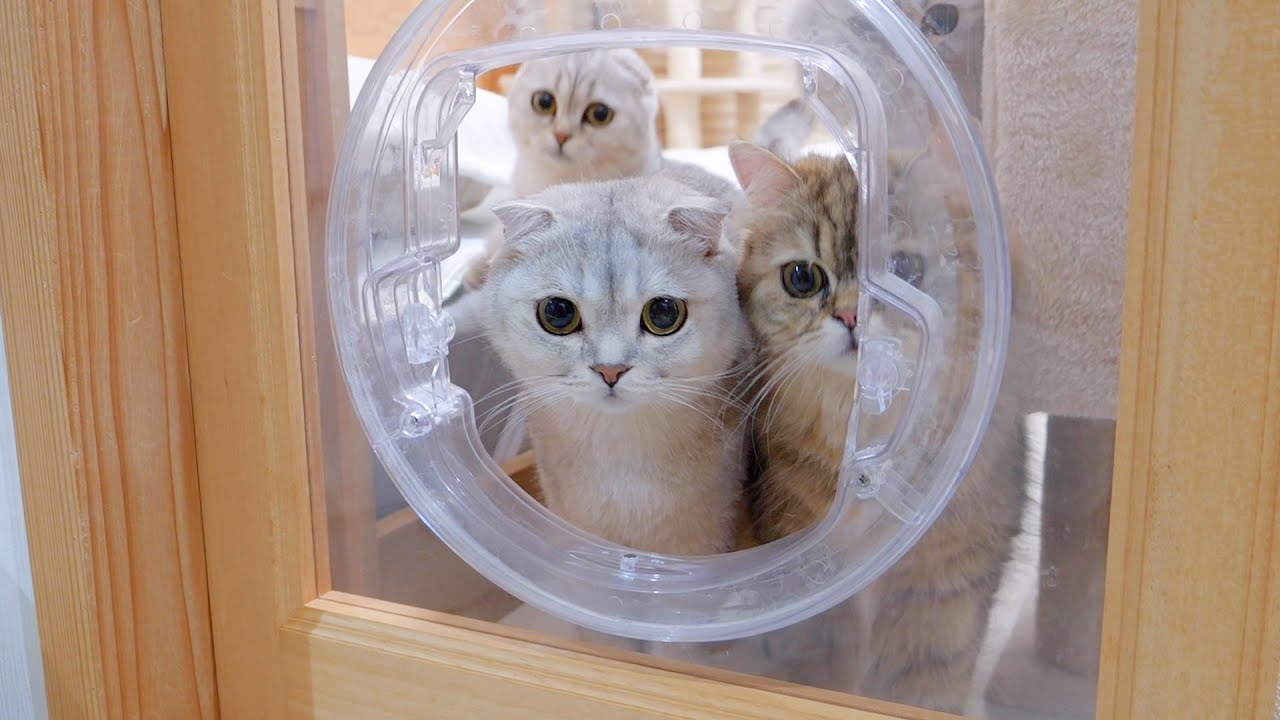 Кошачья дверца наконец-то открыта! Кто первый пройдёт?