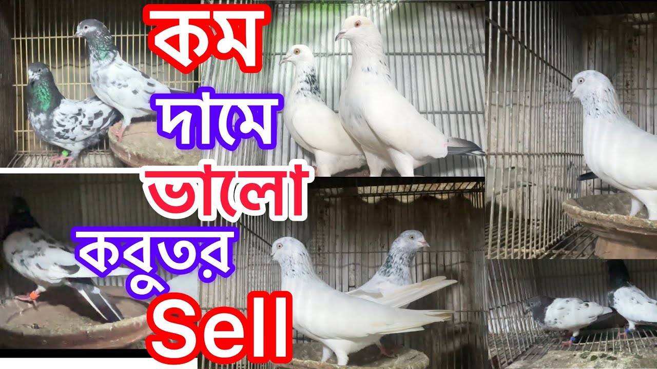 কম দামে গলালাল, পাকিস্তানি কবুতর sell || Highflying pigeon by Khulna || Khulna pigeon zone 