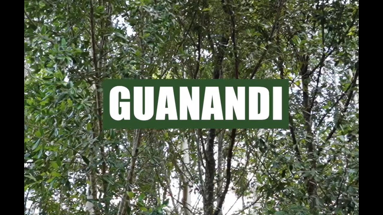 Guanandi - Calophyllum brasiliense