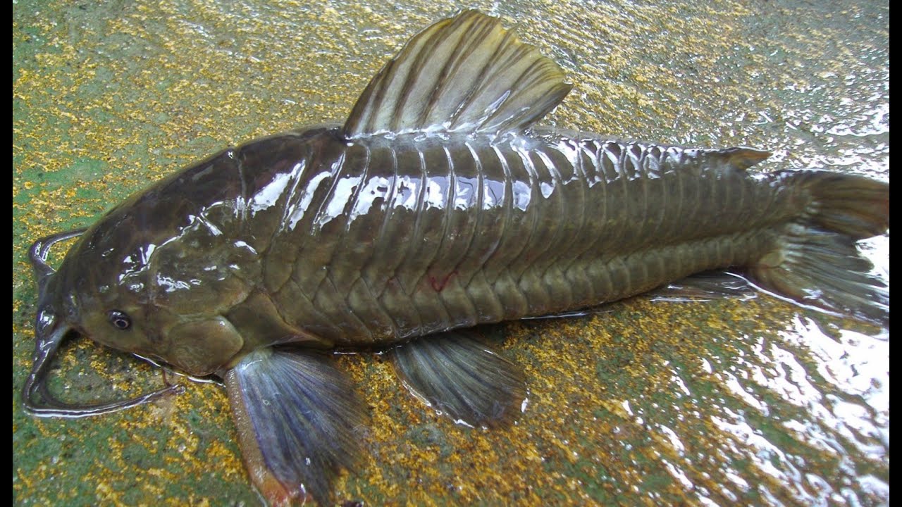 Kwie Kwie fish on the road | Hoplosternum littorale |
