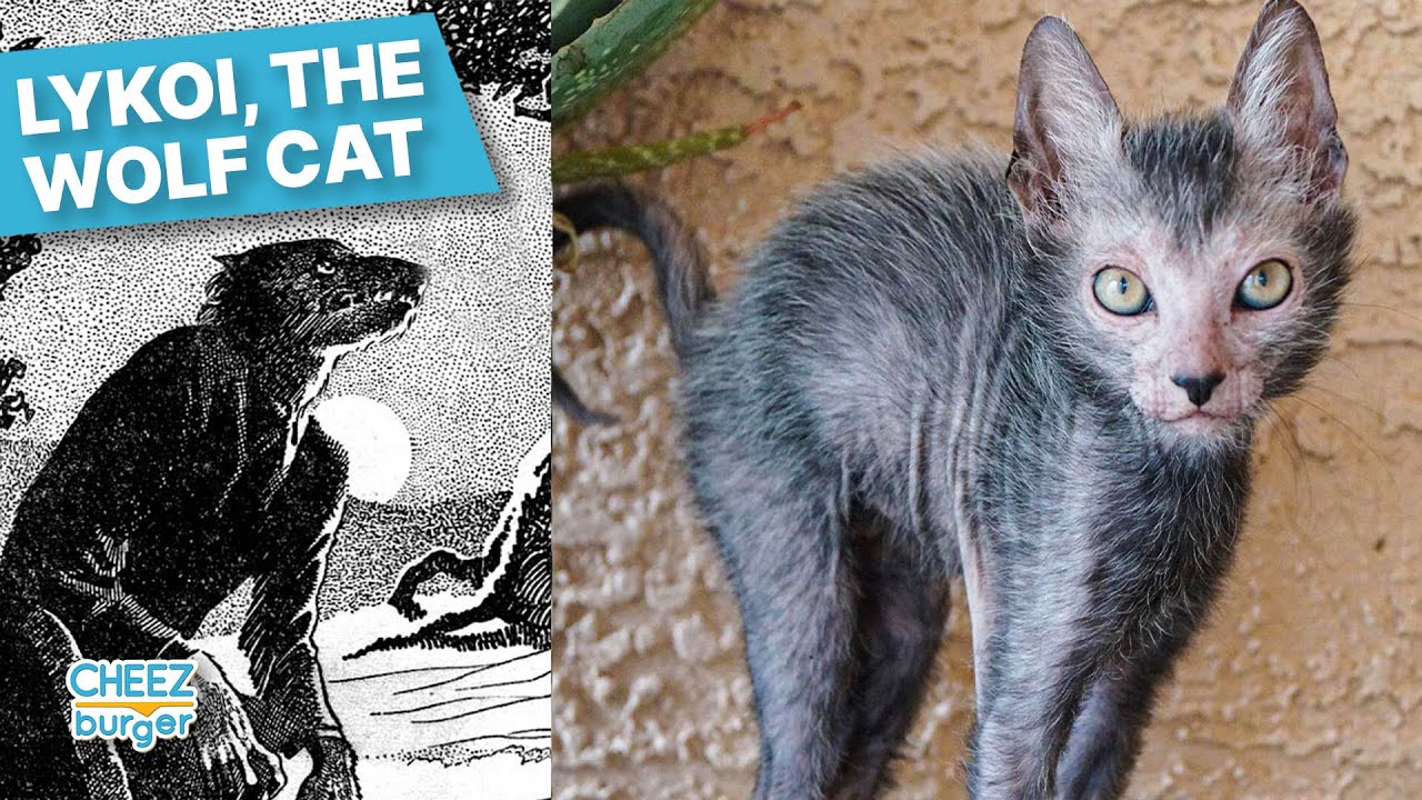 Meet The Lykoi, Better Known As The 