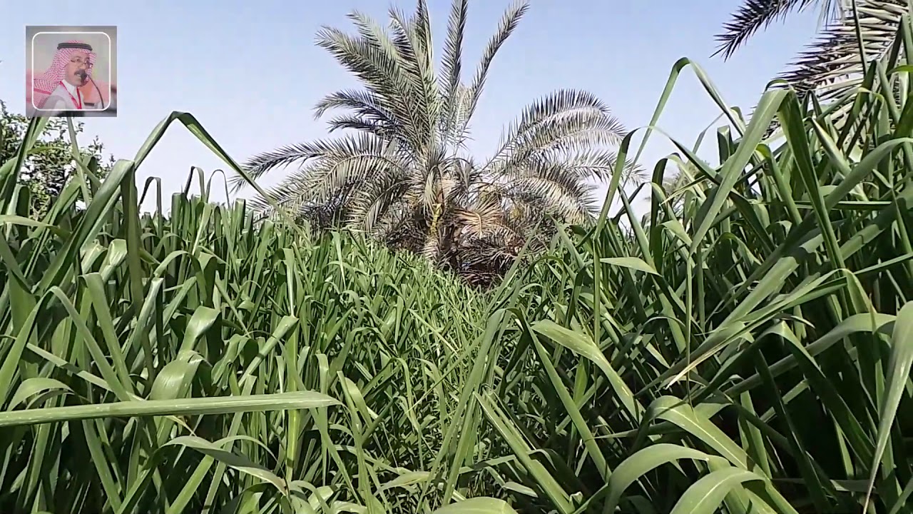 تأثير زراعة المحاصيل العلفية بين النخيل على الإصابة بسوسة النخيل الحمراء
