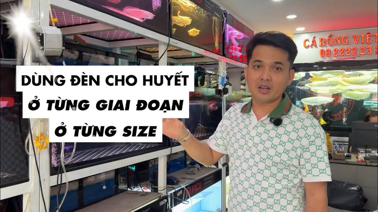 Cách dùng đèn cho QUYẾT LONG ở từng giai đoạn, từng saiz cá #rongvietnam 